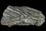 Plate Of Belemnite Fossils - England #131982-2